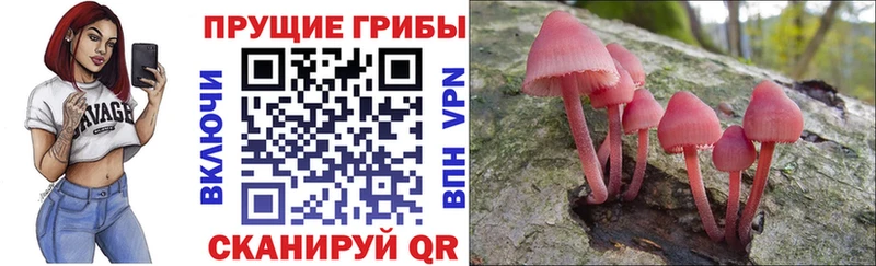 Купить  Петухово  Псилоцибиновые грибы Cubensis 